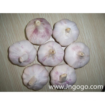 Export Chinese New Crop gute Qualität weißer Knoblauch